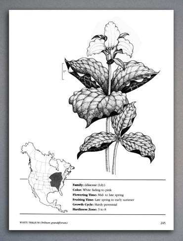 Pen and ink botanical illustration of a White trillium